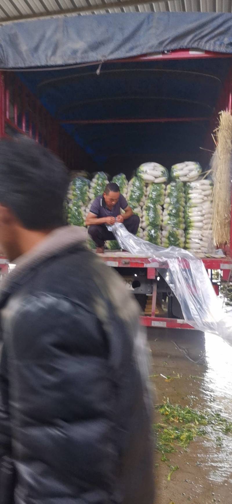 热销甘肃临洮水果萝卜大量现货一手货源量大从优