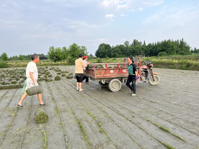 混播草坪价格成都混播草坪批发混播草坪草坪基地