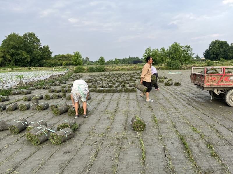 混播草坪价格成都混播草坪批发混播草坪草坪基地