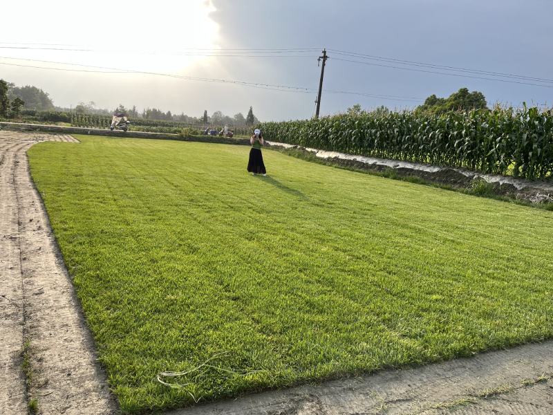 混播草坪价格成都混播草坪批发混播草坪草坪基地