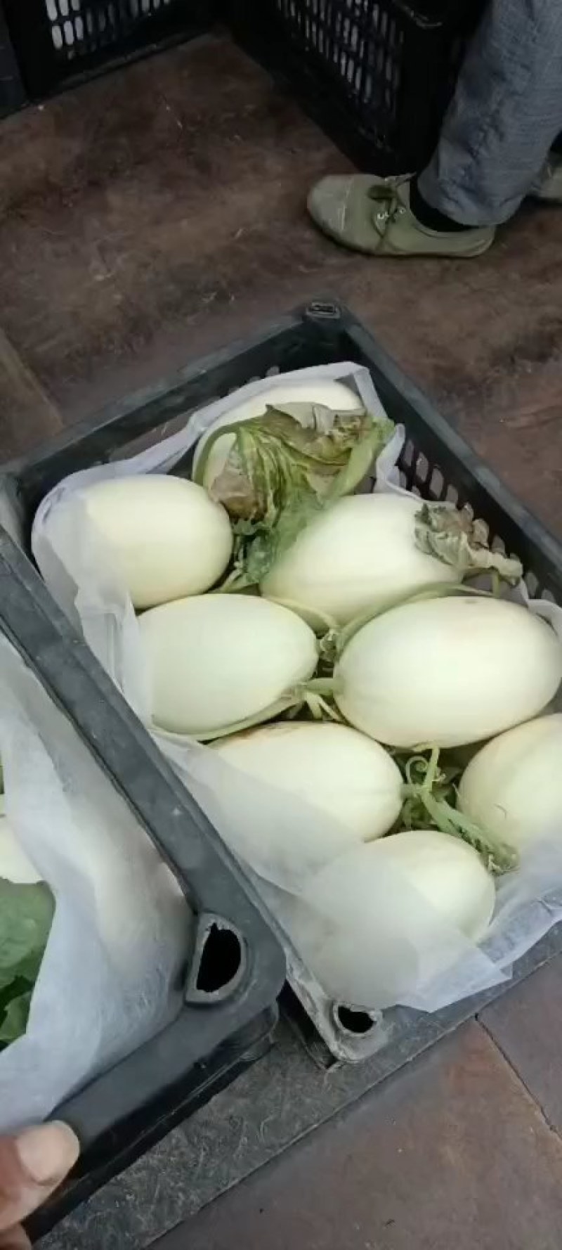 东方蜜甜瓜