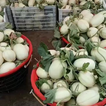 东方蜜甜瓜