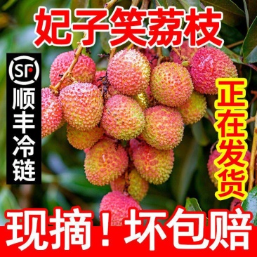 海南妃子笑荔枝当季热销，产地直供，接一件代发/电商/微商