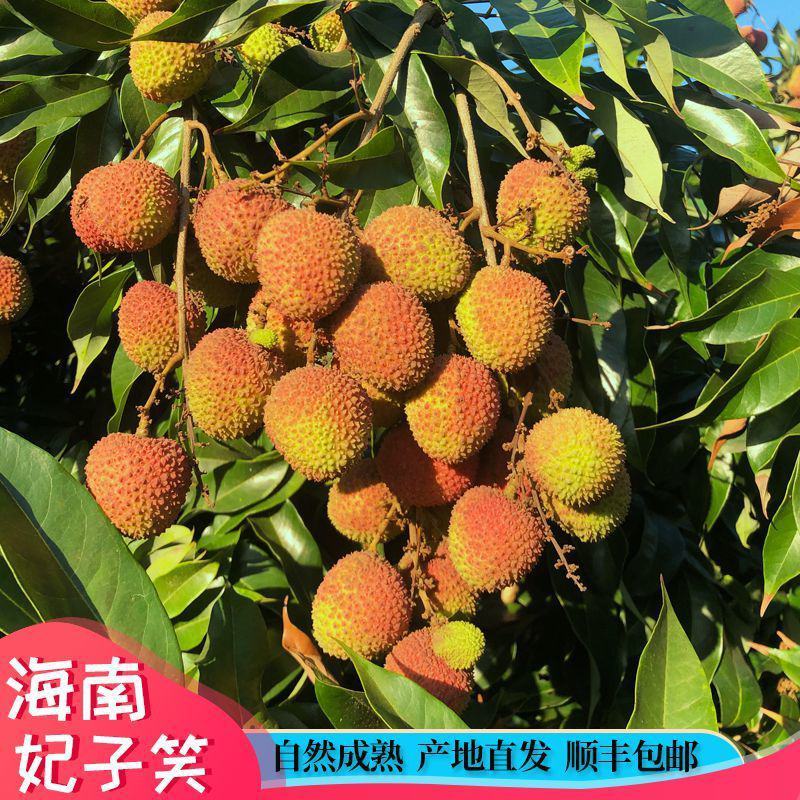 海南妃子笑荔枝当季热销，产地直供，接一件代发/电商/微商