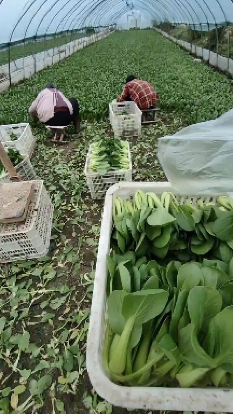 《上海青》小青菜各种叶类菜，代收代发产地直发，商超食品厂