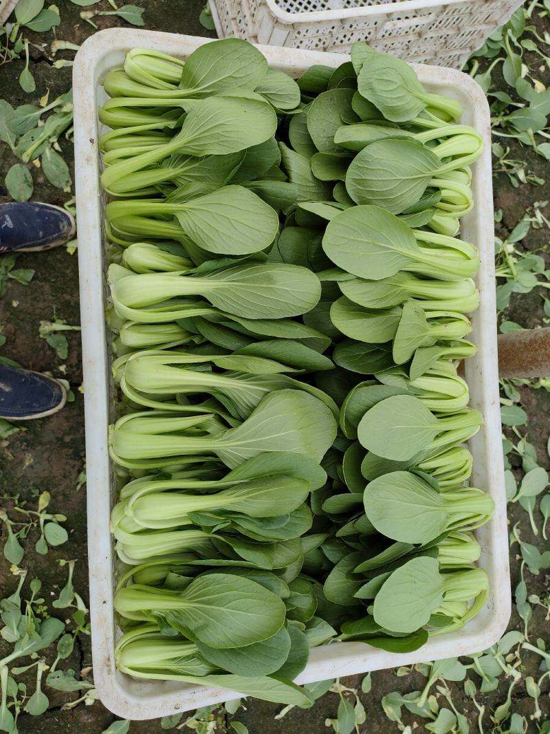 《上海青》小青菜各种叶类菜，代收代发产地直发，商超食品厂