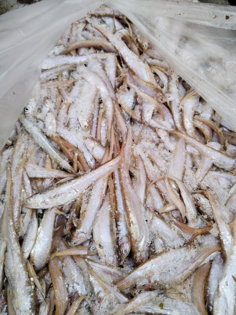 毛刀鱼新鲜毛刀鱼冻板大小规格都有，毛刀鱼