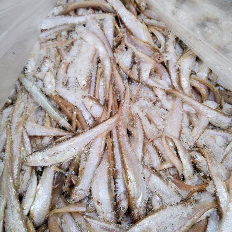 毛刀鱼新鲜毛刀鱼冻板大小规格都有，毛刀鱼
