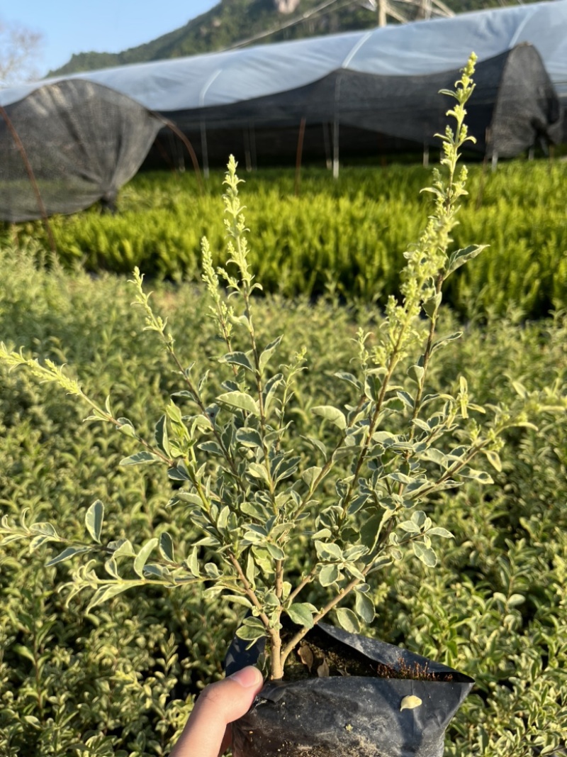 花叶女贞小苗批发银姬小蜡袋苗价格银姬小蜡苗杯苗