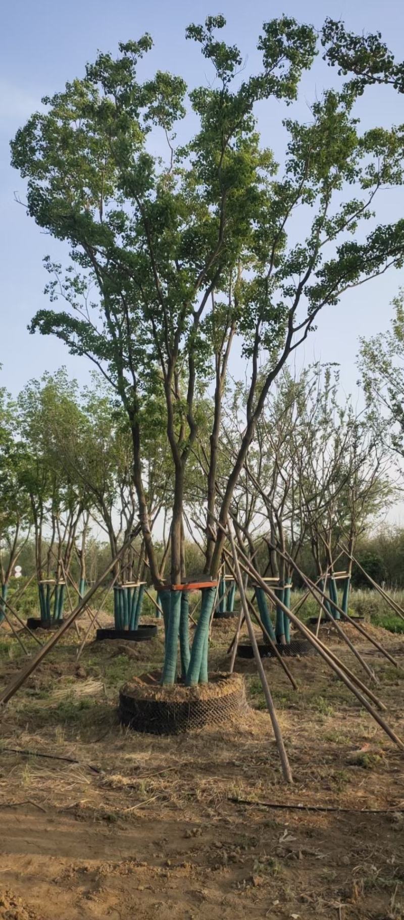 丛生乌桕基地直销9.直径20-60公分量大