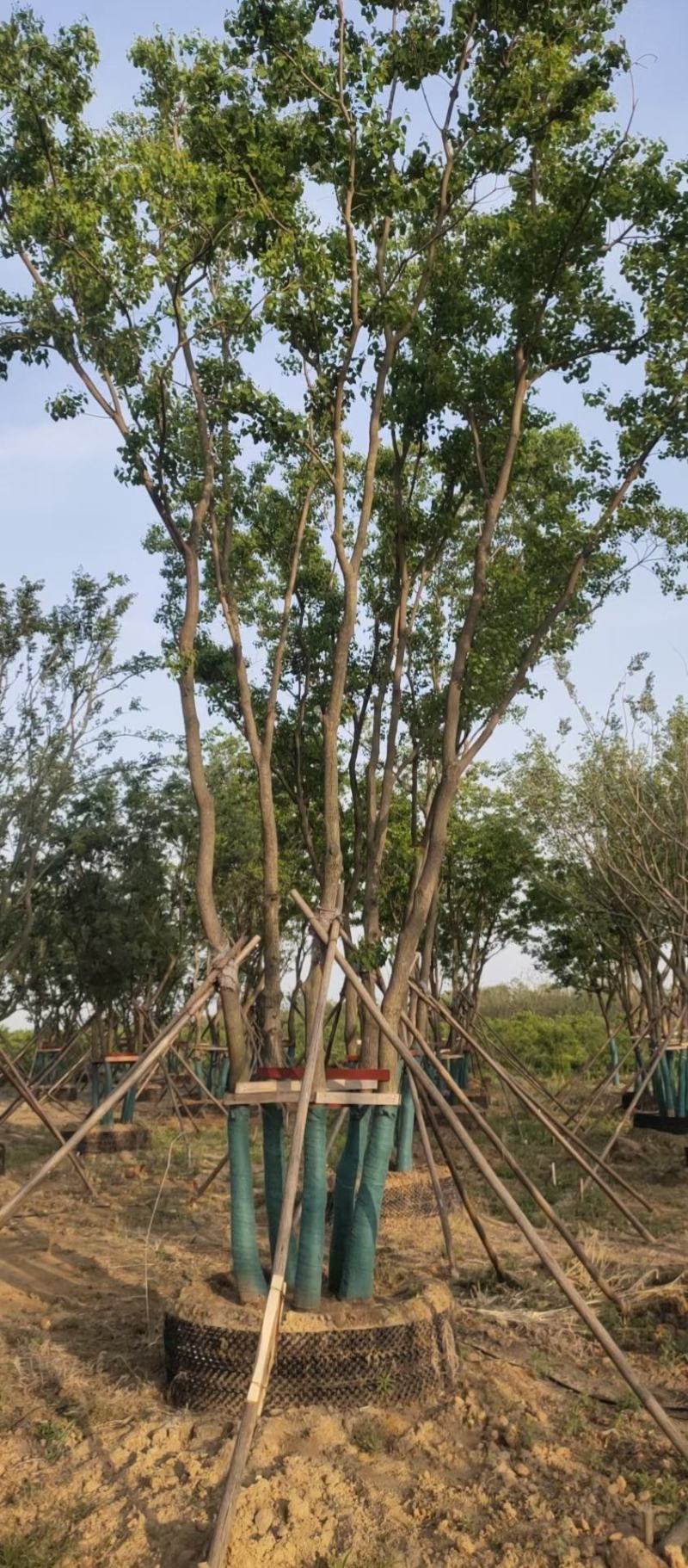 丛生乌桕基地直销9.直径20-60公分量大