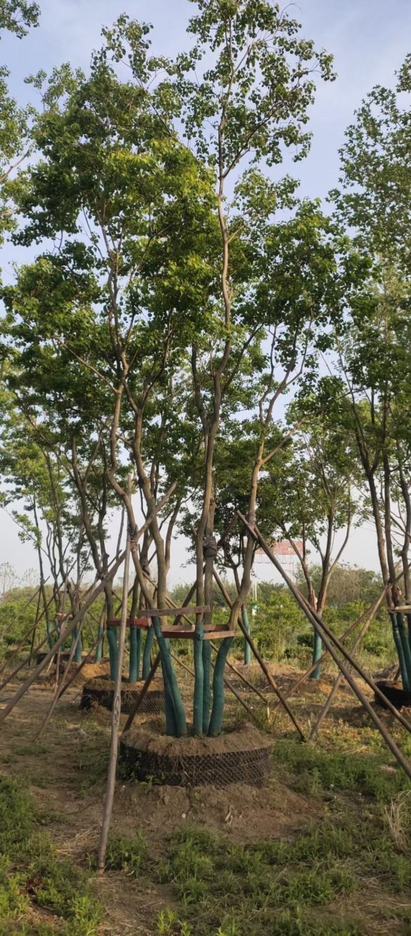 丛生乌桕基地直销9.直径20-60公分量大
