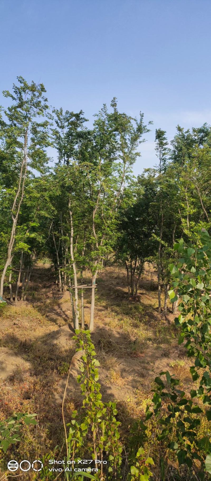 丛生乌桕基地直销9.直径20-60公分量大