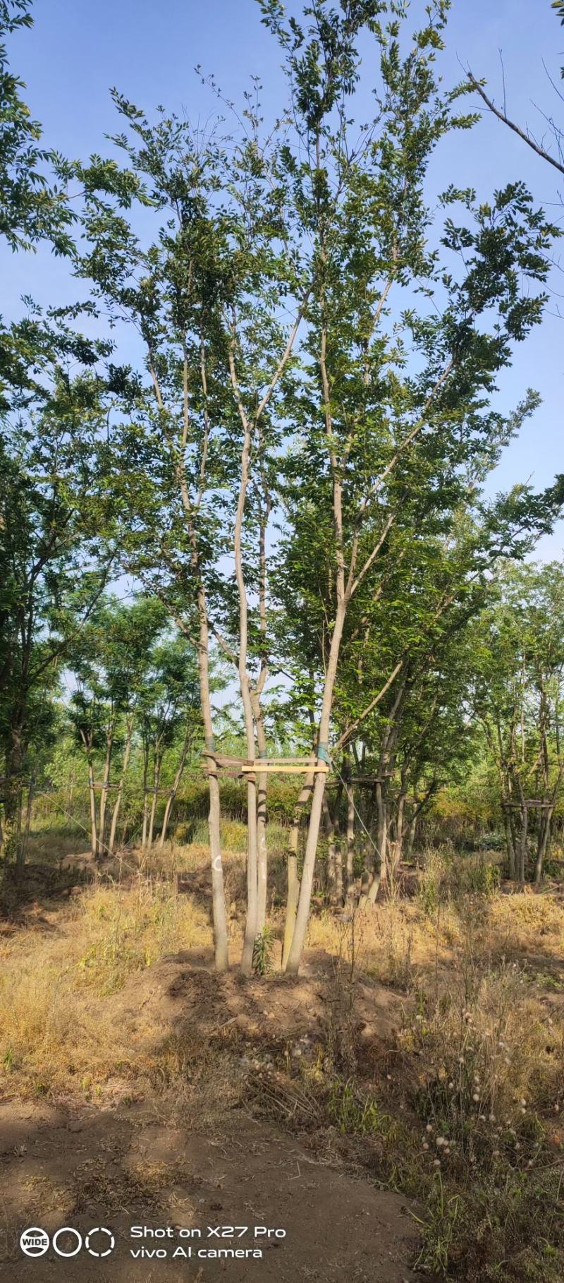 丛生乌桕基地直销9.直径20-60公分量大