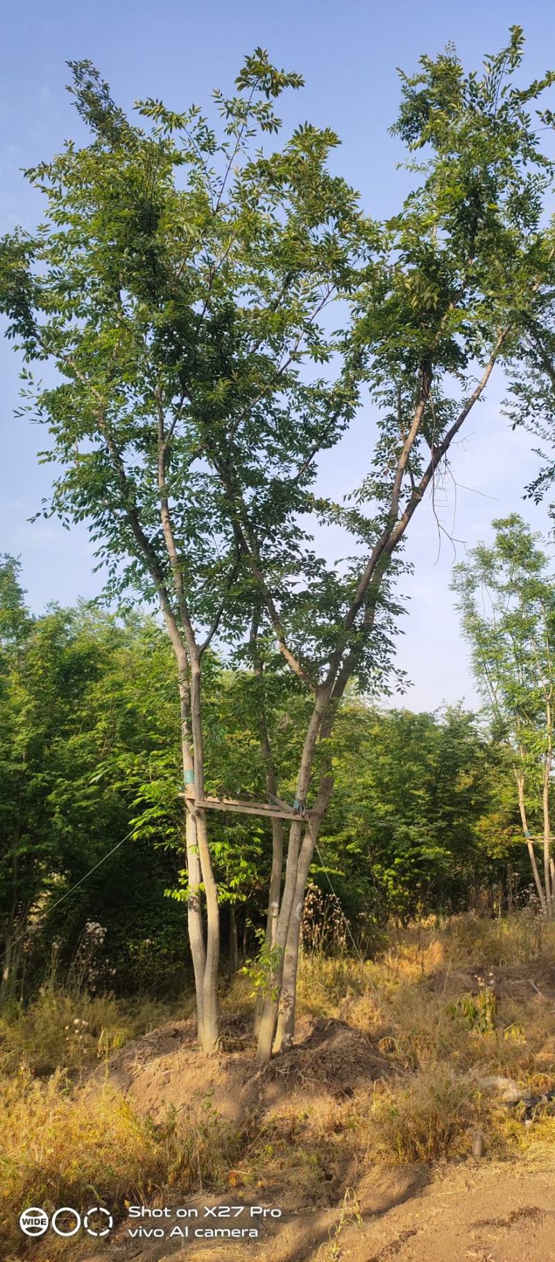丛生乌桕基地直销9.直径20-60公分量大