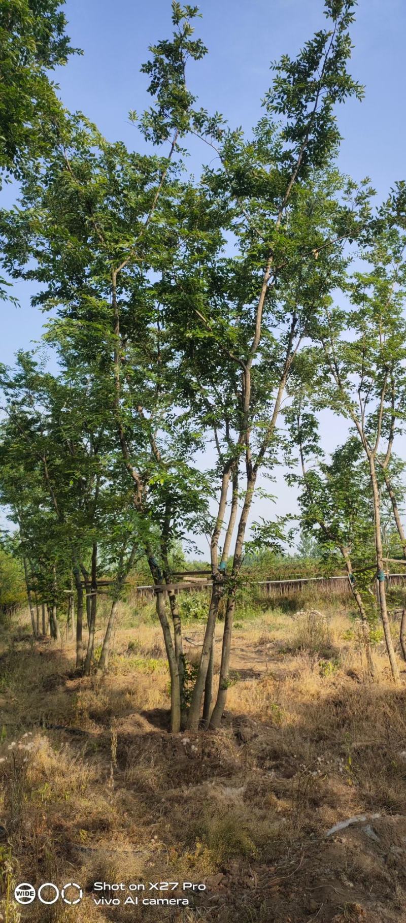 丛生乌桕基地直销9.直径20-60公分量大