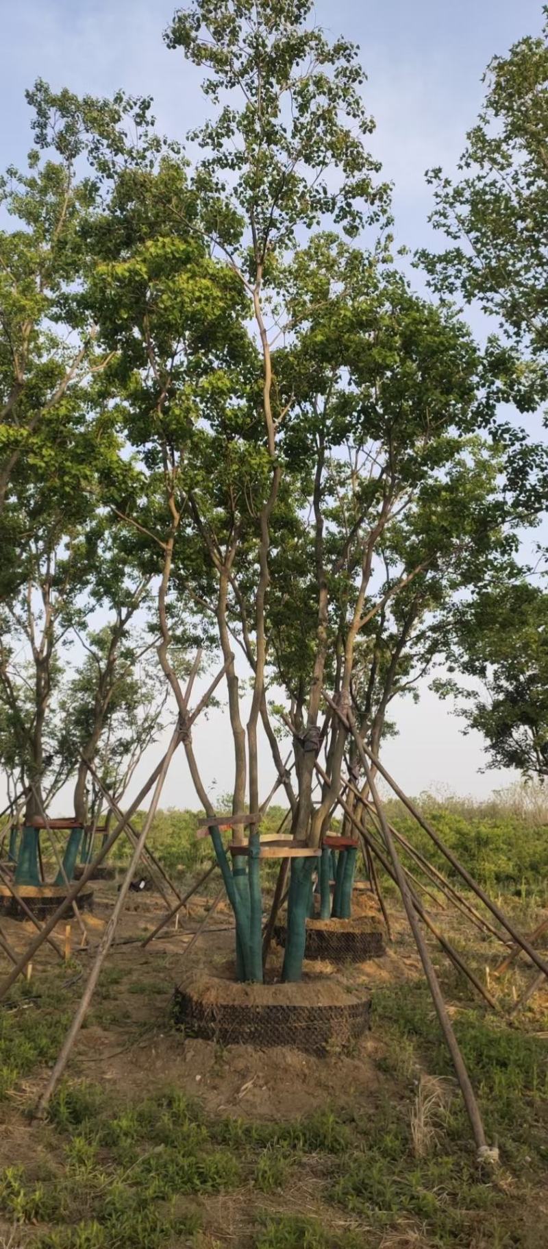 丛生乌桕基地直销9.直径20-60公分量大