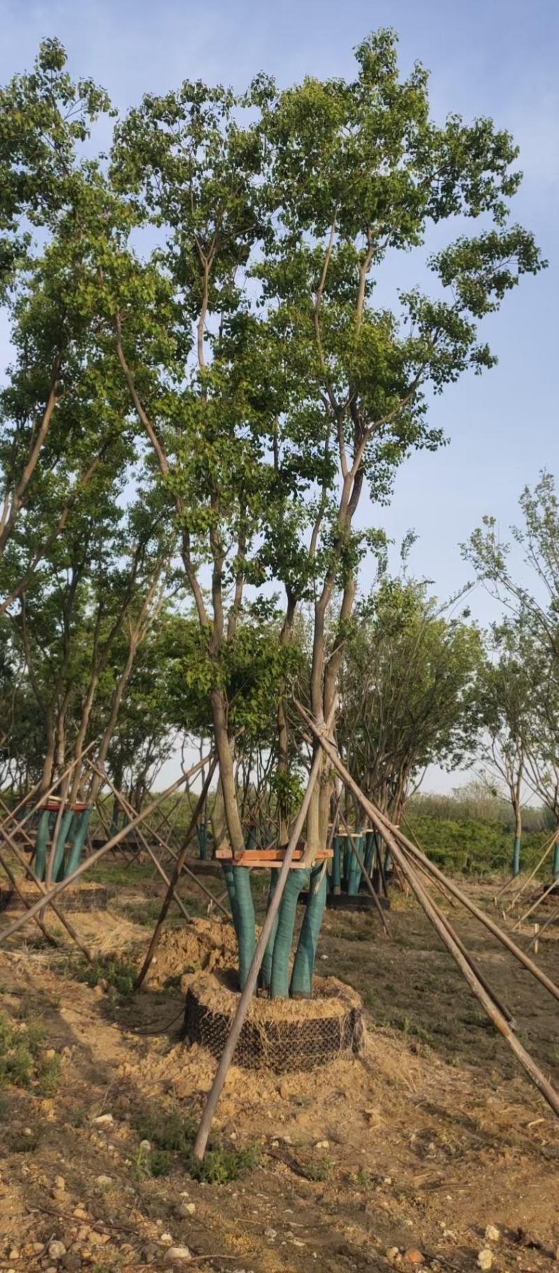 丛生乌桕基地直销9.直径20-60公分量大