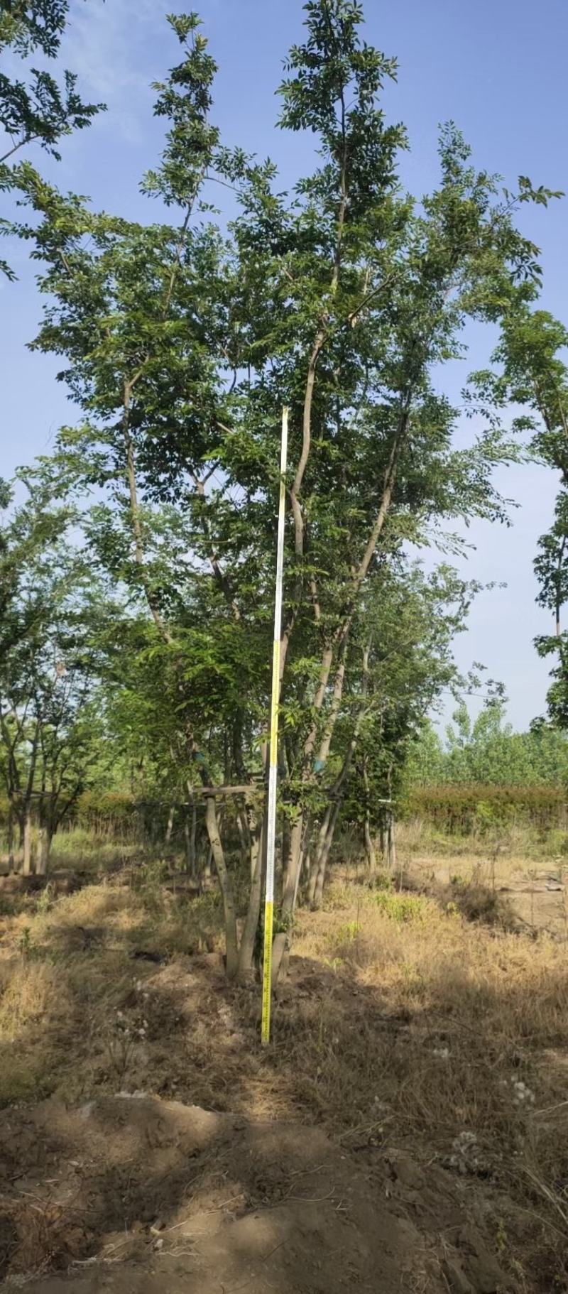 丛生乌桕基地直销9.直径20-60公分量大