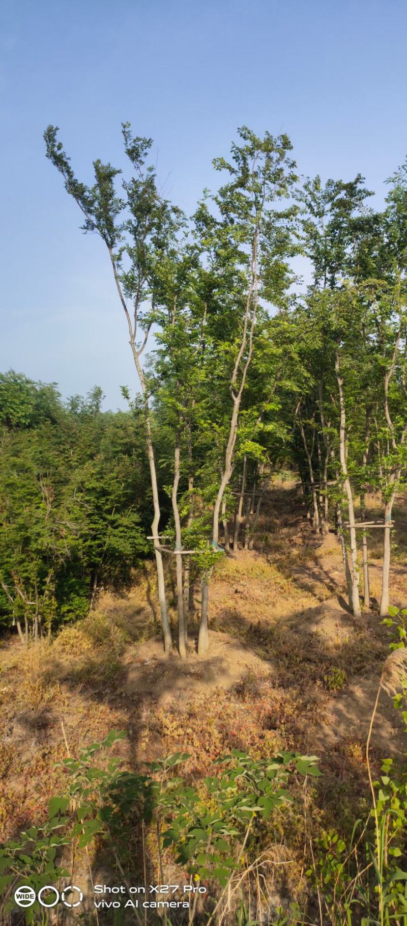 丛生乌桕基地直销9.直径20-60公分量大