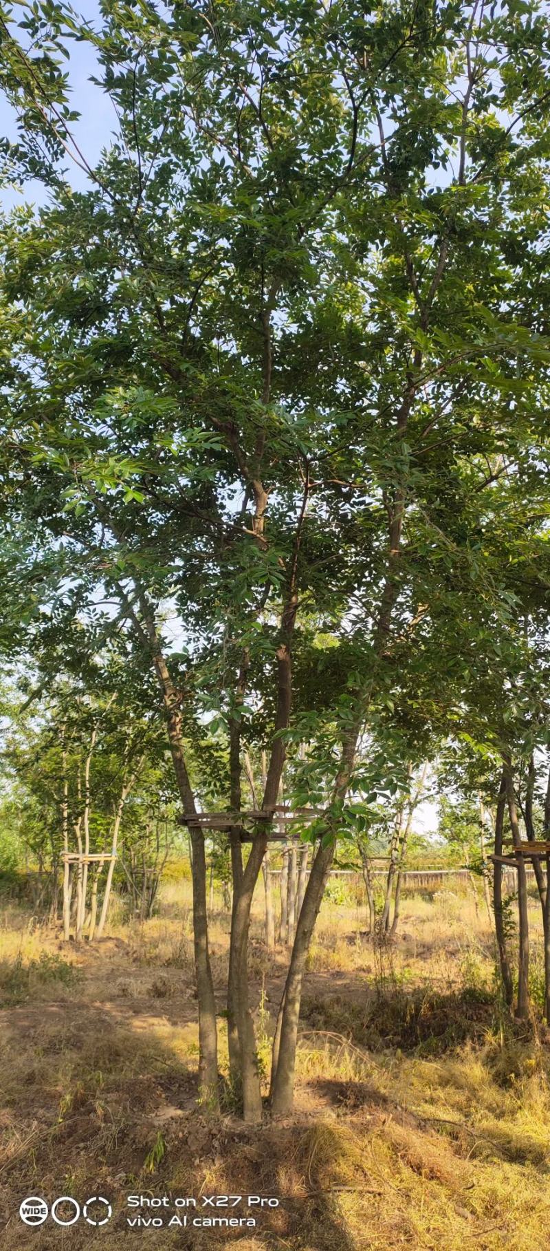 丛生乌桕基地直销9.直径20-60公分量大