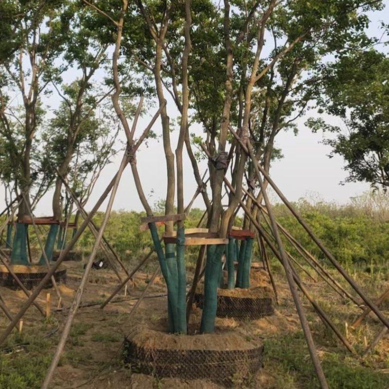 丛生乌桕基地直销9.直径20-60公分量大