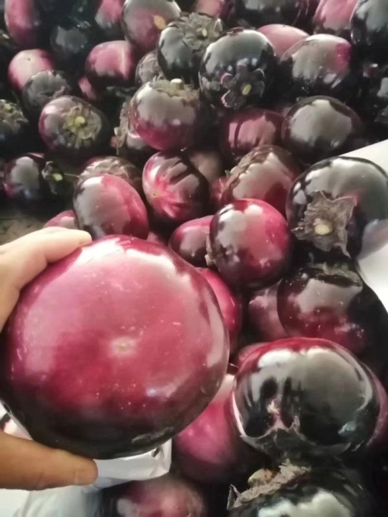 【有好货】产地直销，大棚暖室精品圆茄大量供应