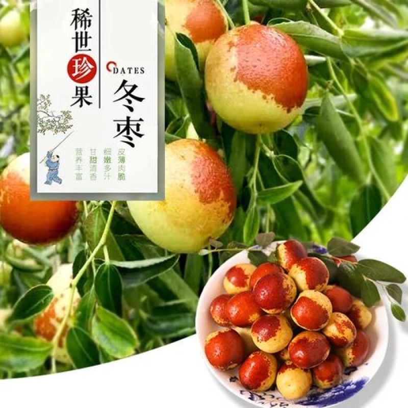 新鲜冬枣20克以上产地批支持一件代发坏果包赔线上担保交易