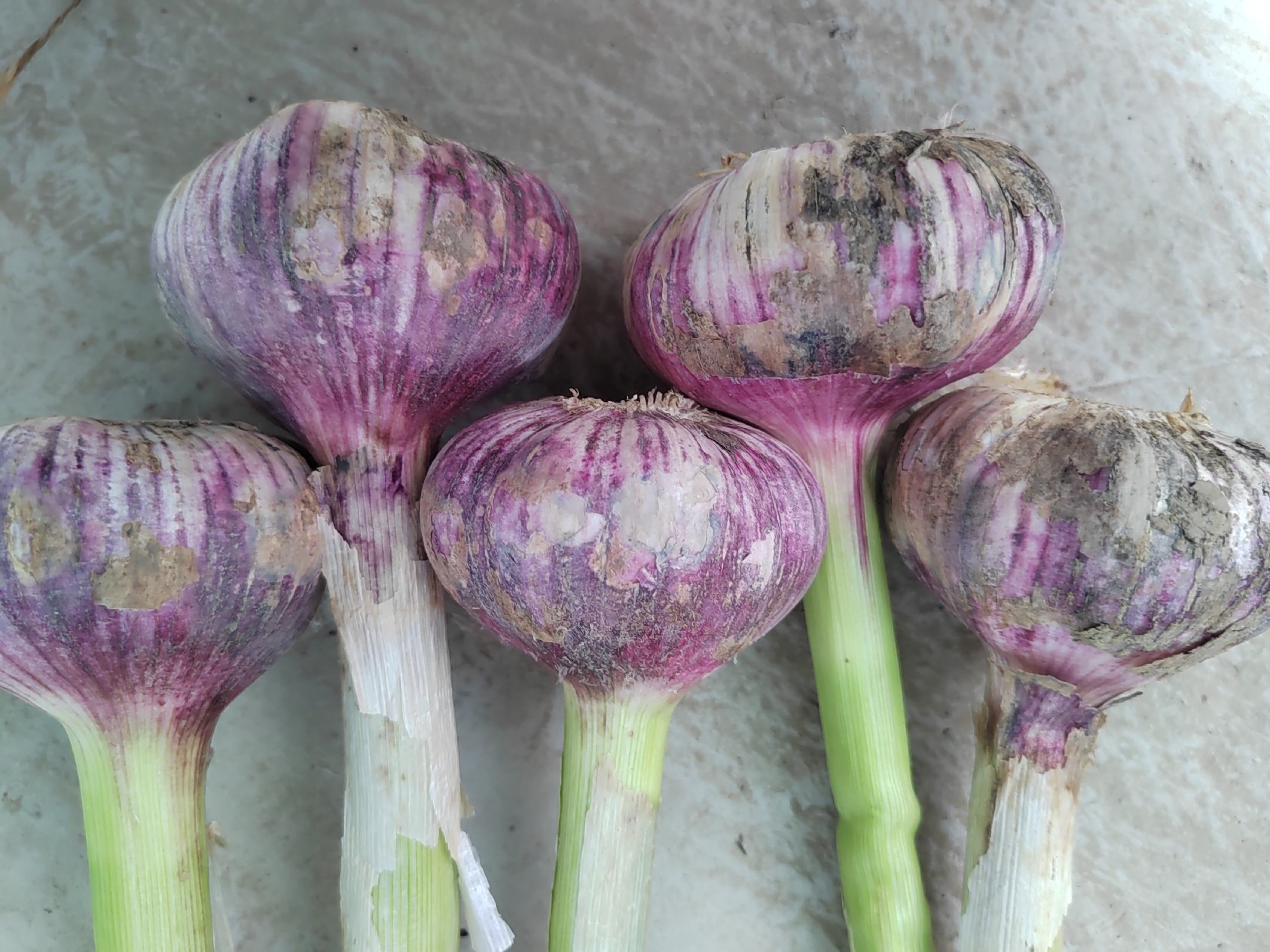 蒜头变红的现象