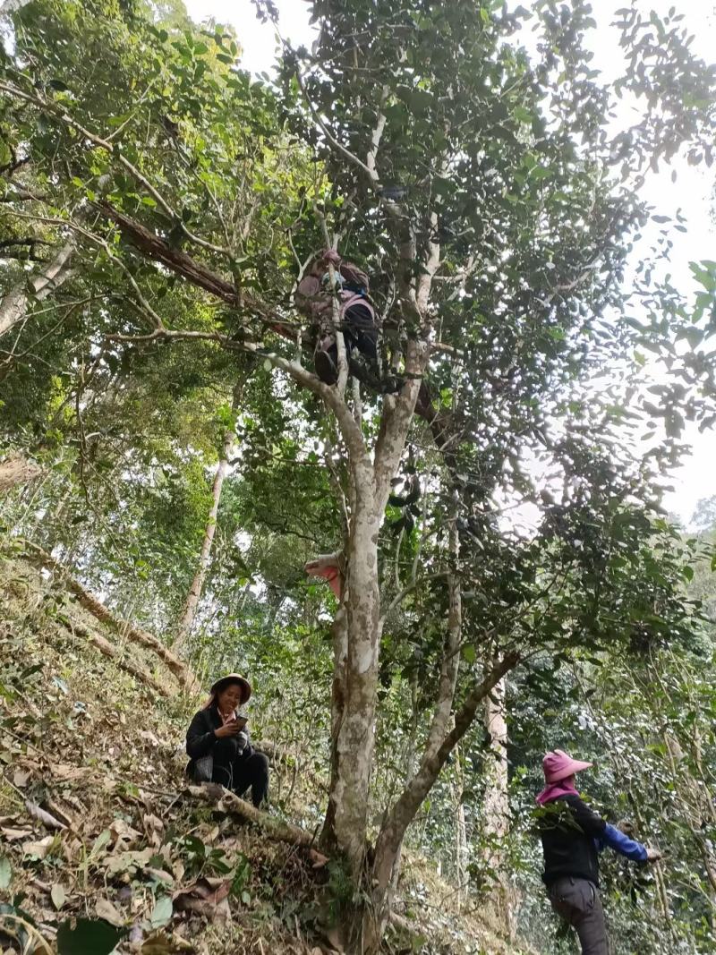 云南普洱易武弯弓古树茶生茶2022年头春明前茶散装