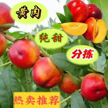 早熟露天油桃518曙光油桃50MM以上产地批发