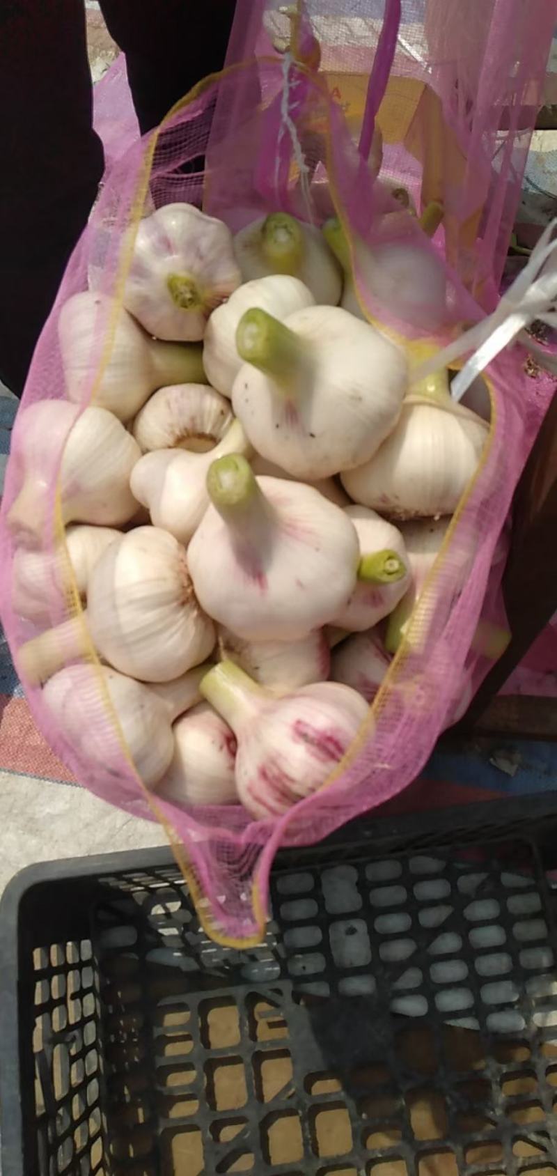 河南紫皮大蒜，精品混级毛蒜经过人工挑选，产地直供代发全国