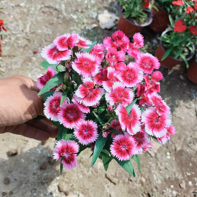 杂交石竹盆栽，美国石竹花卉，花色多，坤盛花卉基地