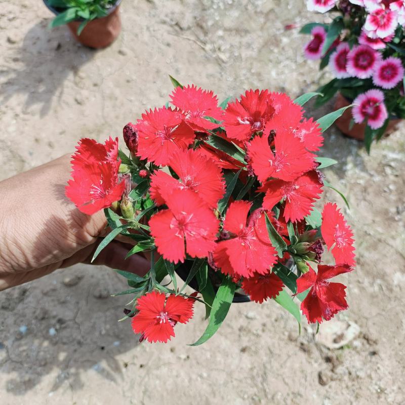杂交石竹盆栽，美国石竹花卉，花色多，坤盛花卉基地