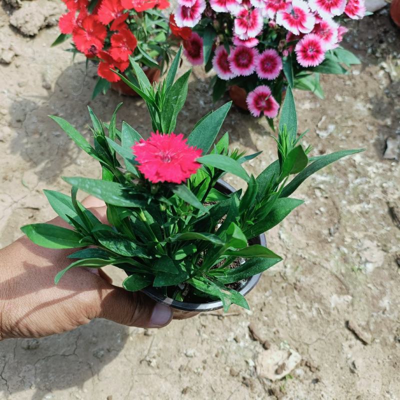 杂交石竹盆栽，美国石竹花卉，花色多，坤盛花卉基地