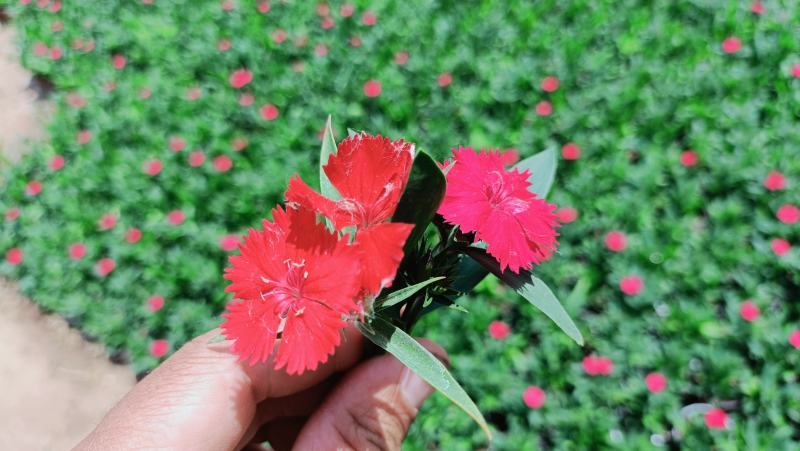 杂交石竹盆栽，美国石竹花卉，花色多，坤盛花卉基地