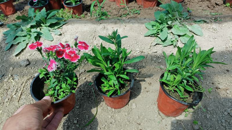 杂交石竹盆栽，美国石竹花卉，花色多，坤盛花卉基地