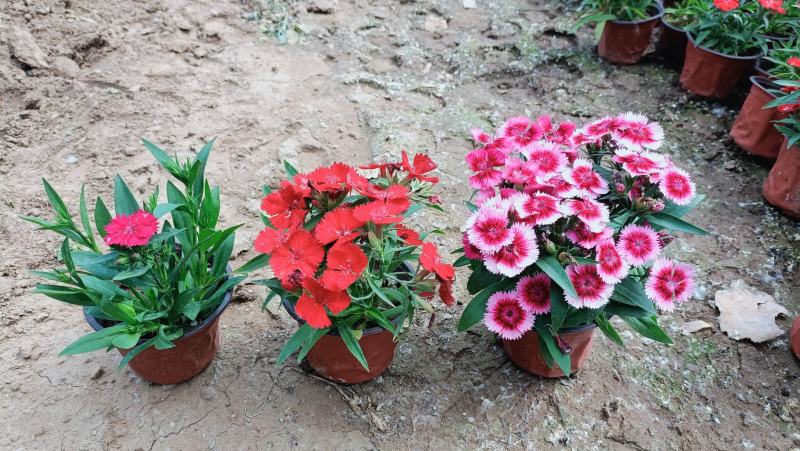 杂交石竹盆栽，美国石竹花卉，花色多，坤盛花卉基地