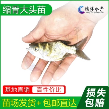 缩骨大头鱼苗缩骨鲢鱼胖头鱼苗产地发货包邮