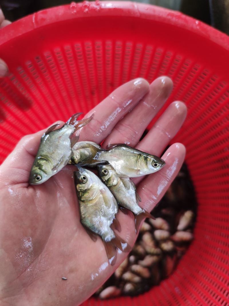缩骨大头鱼苗缩骨鲢鱼胖头鱼苗产地发货包邮