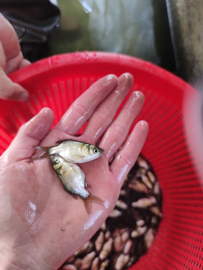 缩骨大头鱼苗缩骨鲢鱼胖头鱼苗产地发货包邮