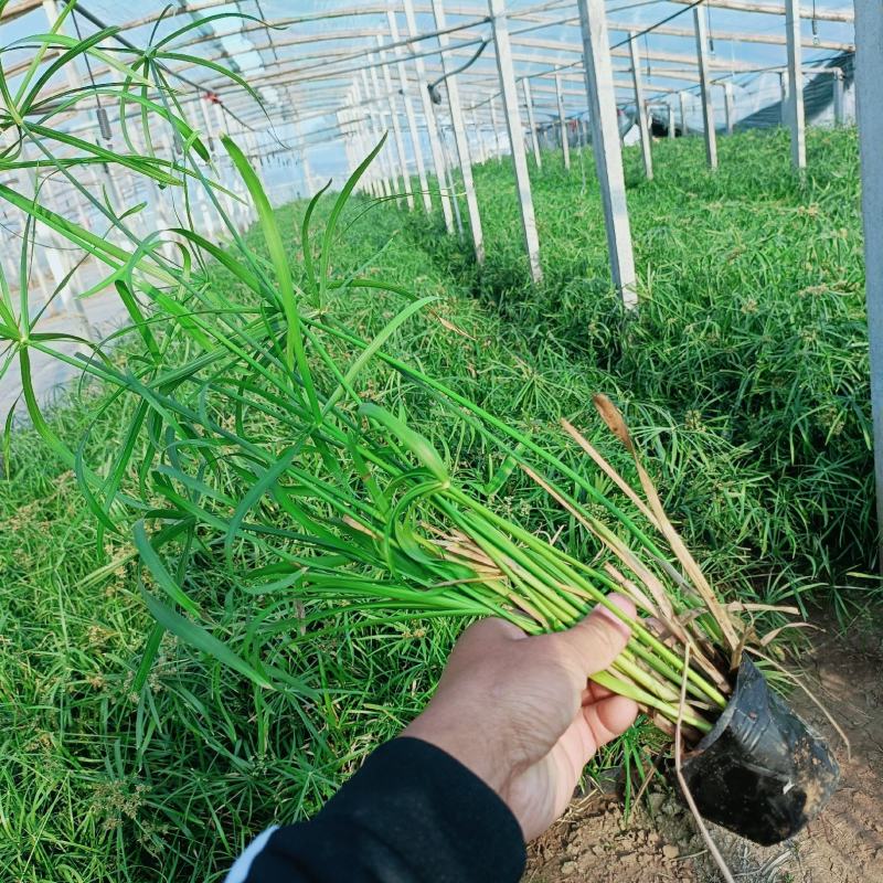 旱伞草盆栽，大盆风车草，坤盛水生植物基地大量现货