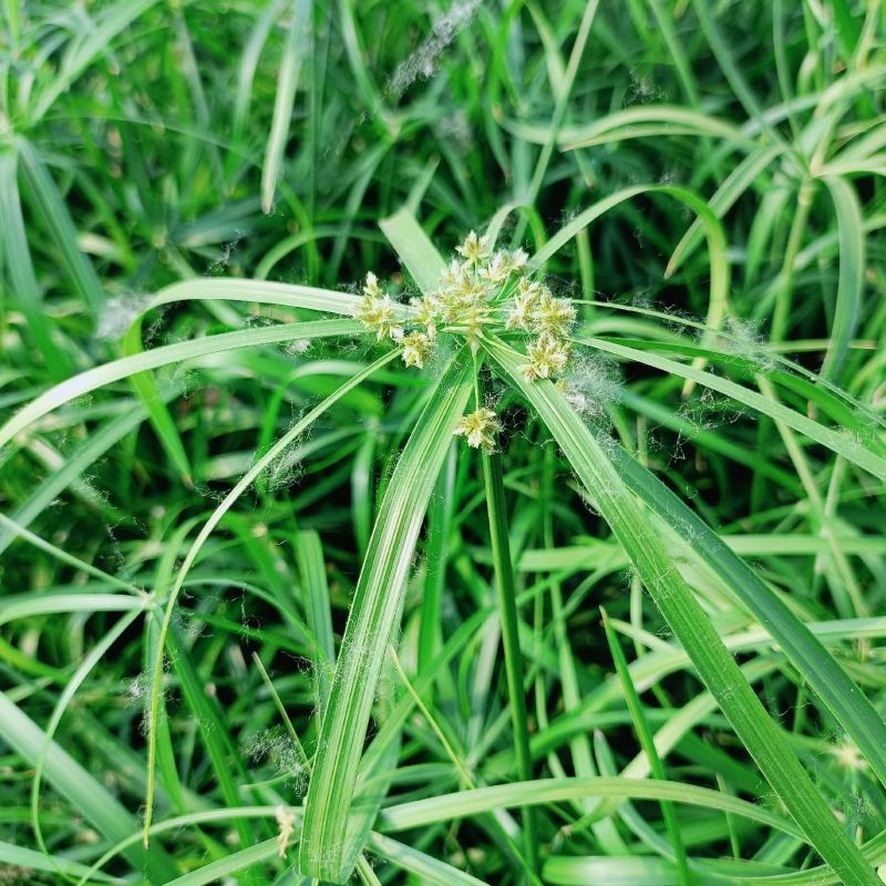 旱伞草盆栽，大盆风车草，坤盛水生植物基地大量现货