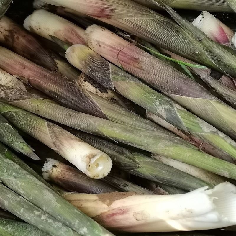 新鲜竹笋天然小春笋带壳手剥小竹笋新鲜蔬菜农家现挖