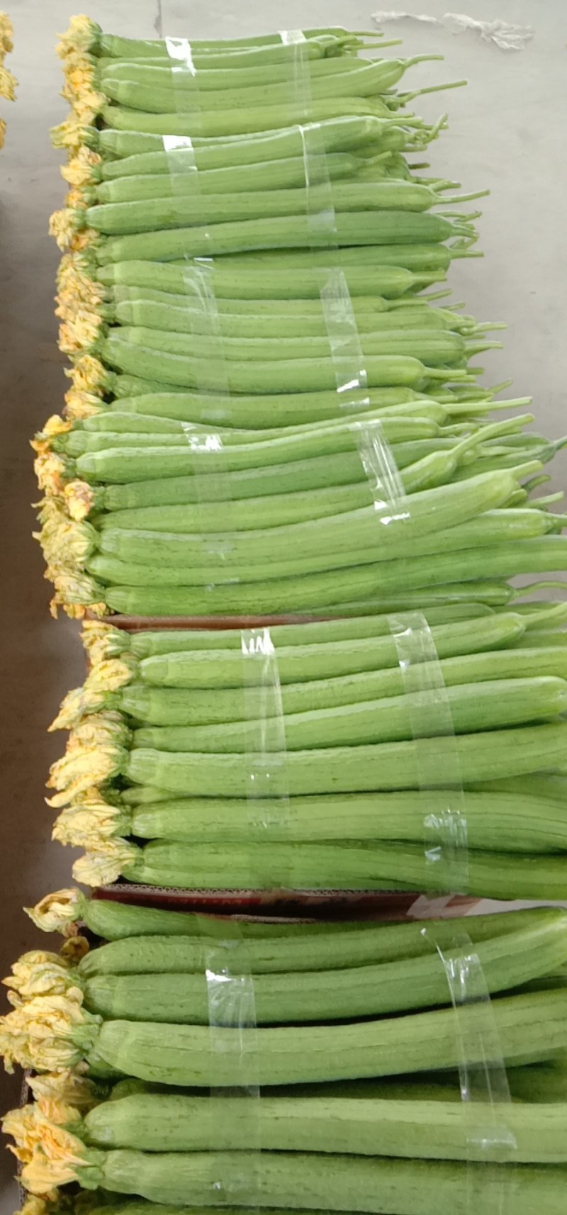 丝瓜