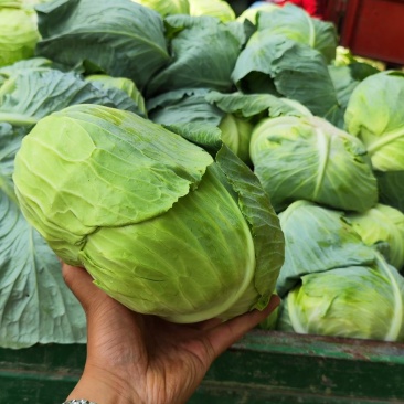 奥奇拿扁包菜，基地大量供应！菜嫩厚叶子。货源充足！