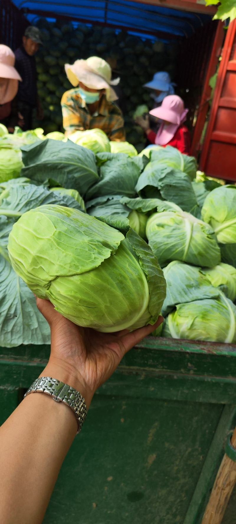 奥奇拿扁包菜，基地大量供应！菜嫩厚叶子。货源充足！