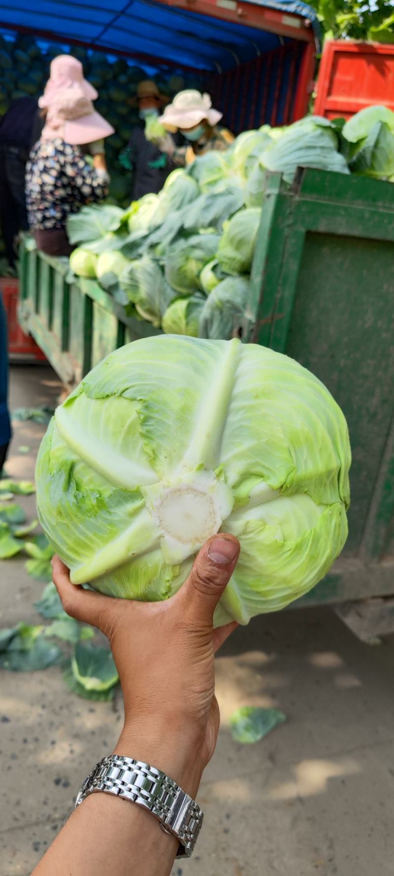 奥奇拿扁包菜，基地大量供应！菜嫩厚叶子。货源充足！