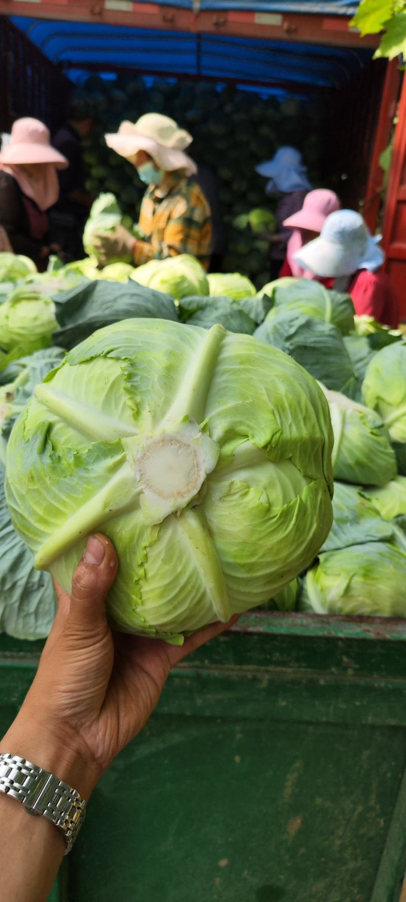 奥奇拿扁包菜，基地大量供应！菜嫩厚叶子。货源充足！