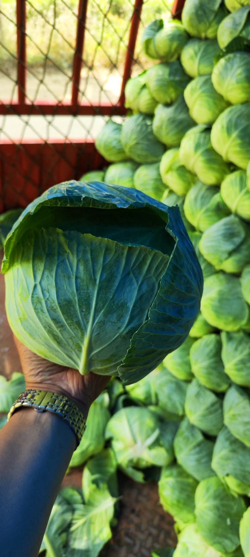 奥奇拿扁包菜，基地大量供应！菜嫩厚叶子。货源充足！
